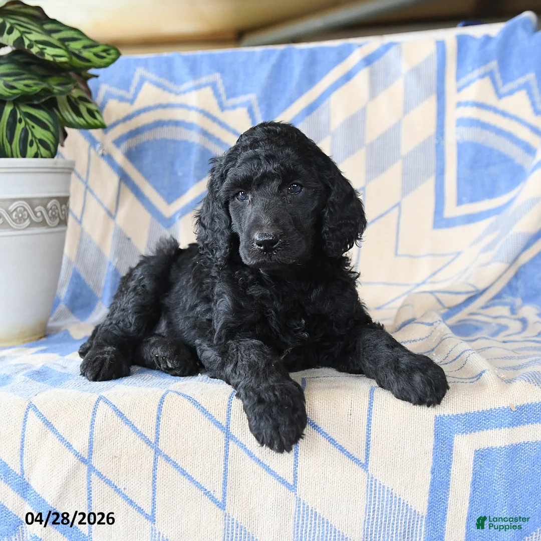 Standard Poodle dogs for sale: Pandora - Ad 2