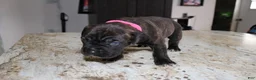 Cane Corso dogs for sale: Pink - Ad 6