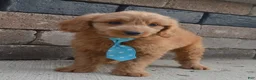 Mini Goldendoodle dogs for sale: Mini Gus - Ad 8