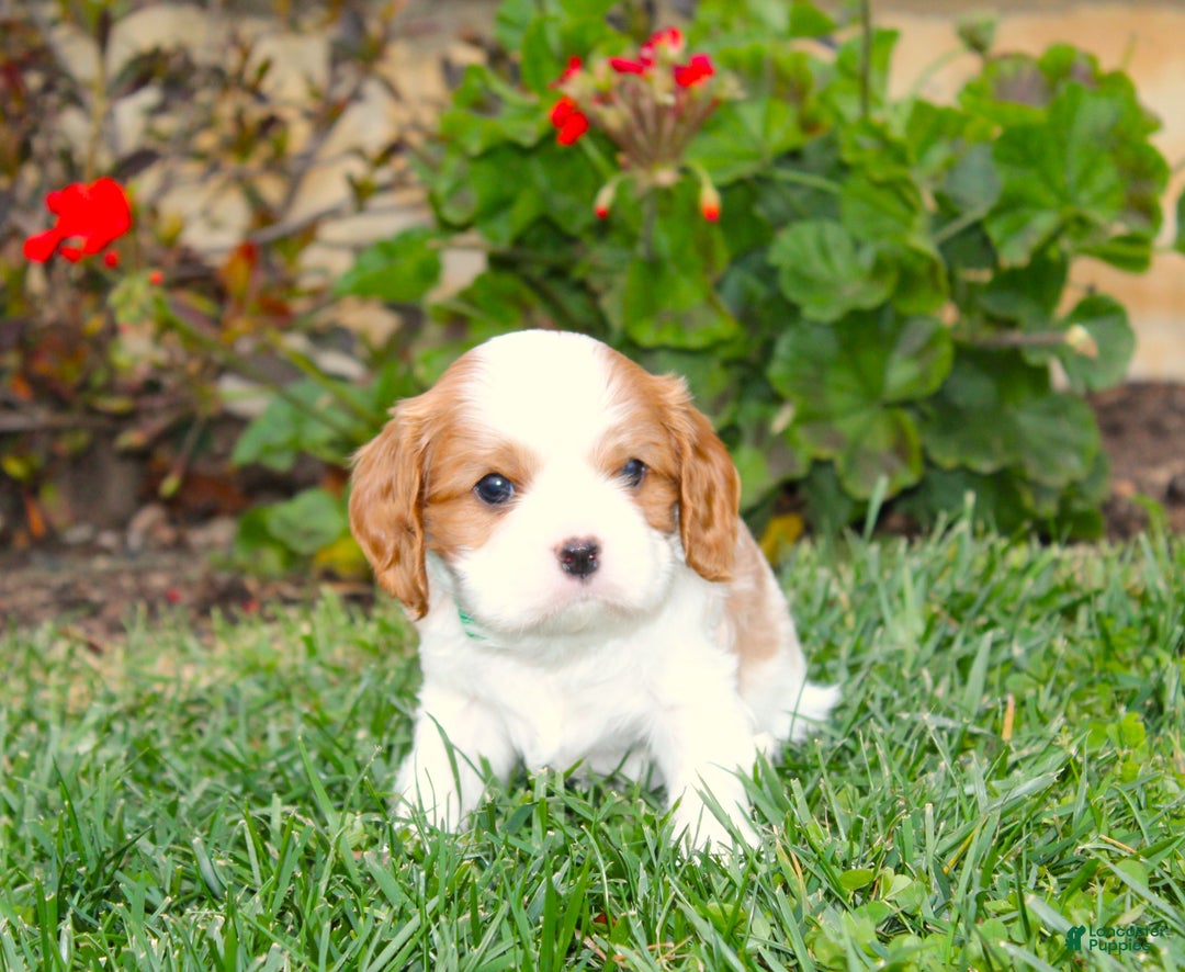 Cavalier King Charles Spaniel dogs for sale: Buddy - Genetic Tested Parents - Ad 4