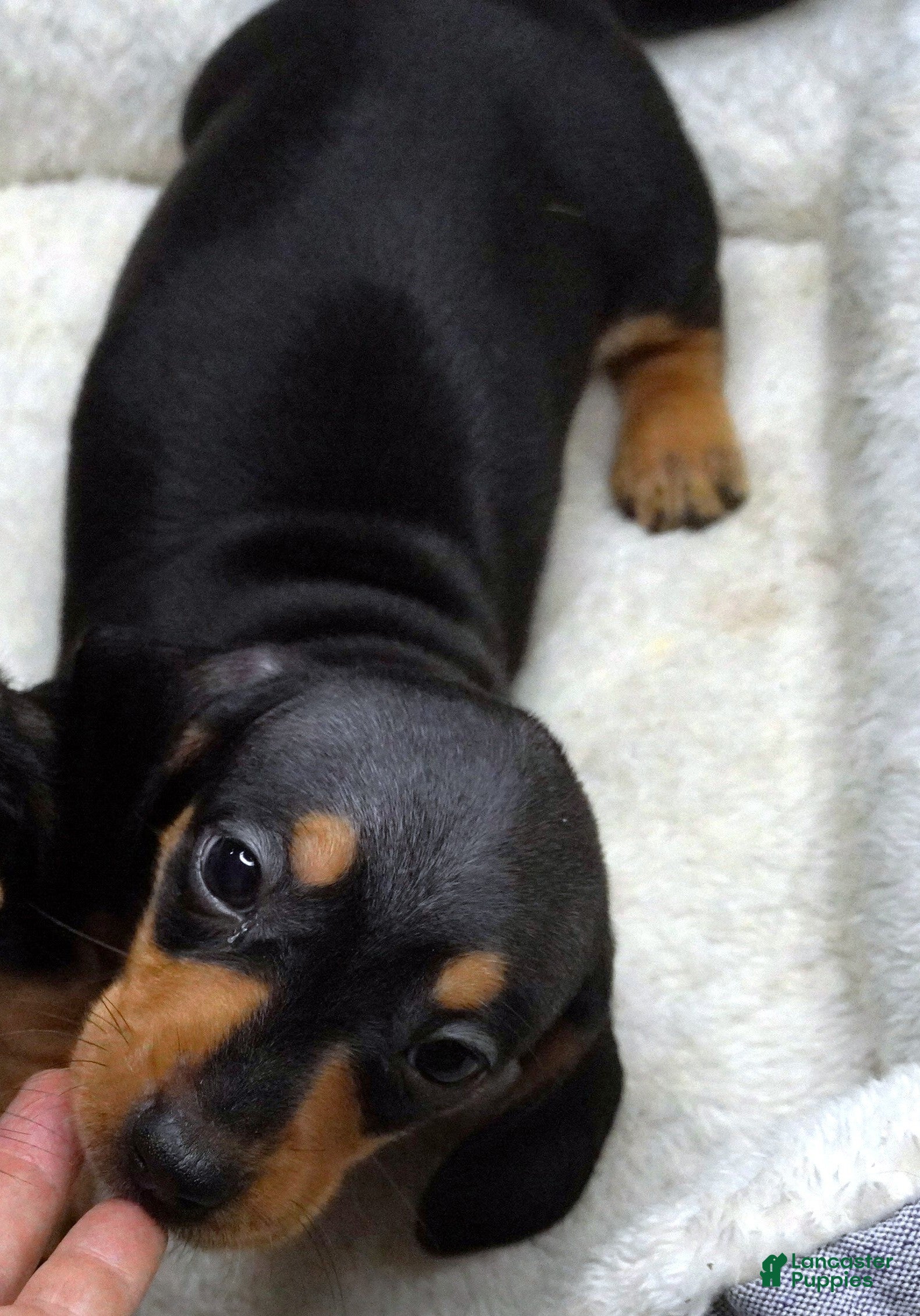 Miniature Dachshund dogs for sale: Tilly Black/Tan Male - Ad 3