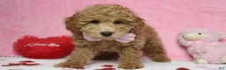 Toy Poodle dogs for sale: Garnet - Ad 4