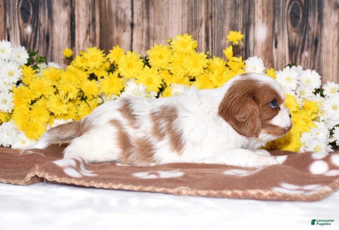Cavalier King Charles Spaniel dogs for sale: Gizmo - Ad 2