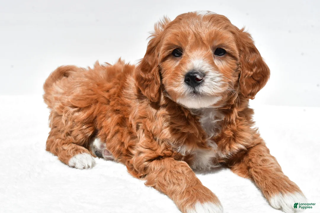 Mini Goldendoodle dogs for sale: Logan - Ad 2