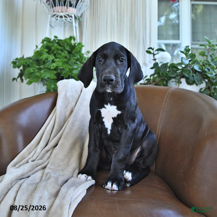 Great Dane dogs Bridget - Ad 1