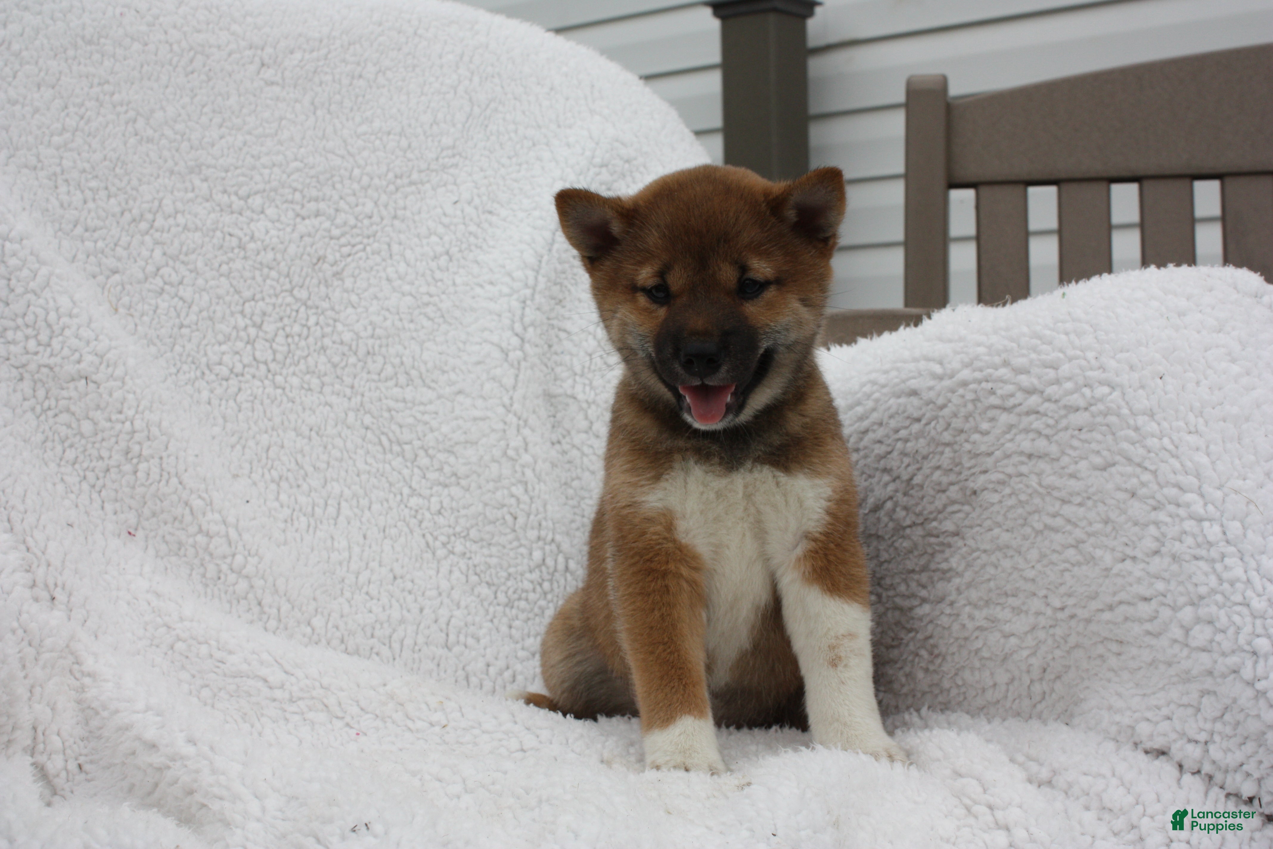 Shiba Inu dogs Karis - Ad 40