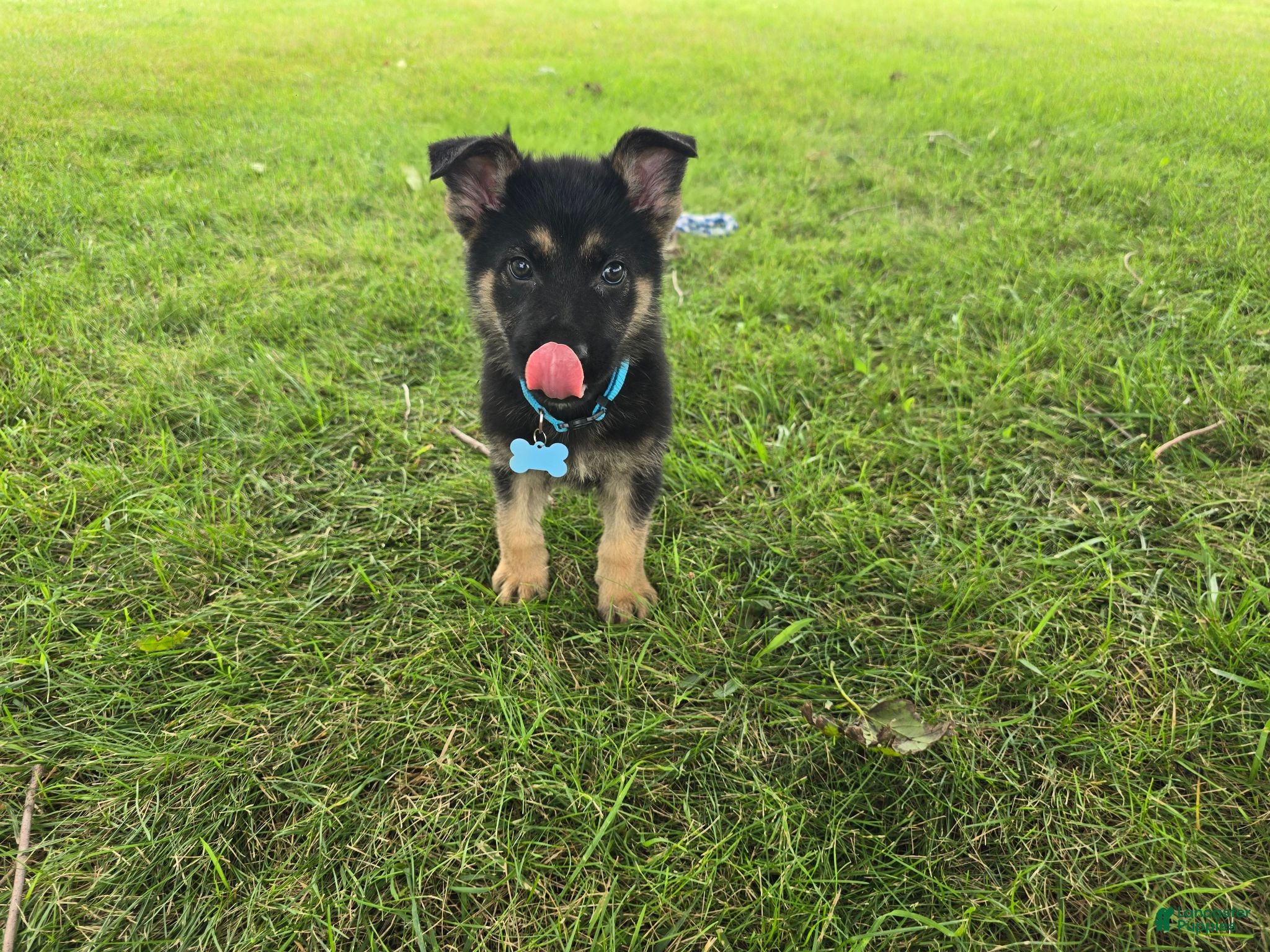 German Shepherd dogs Boy 1  - Ad 2