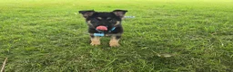 German Shepherd dogs for sale: Boy 1  - Ad 2