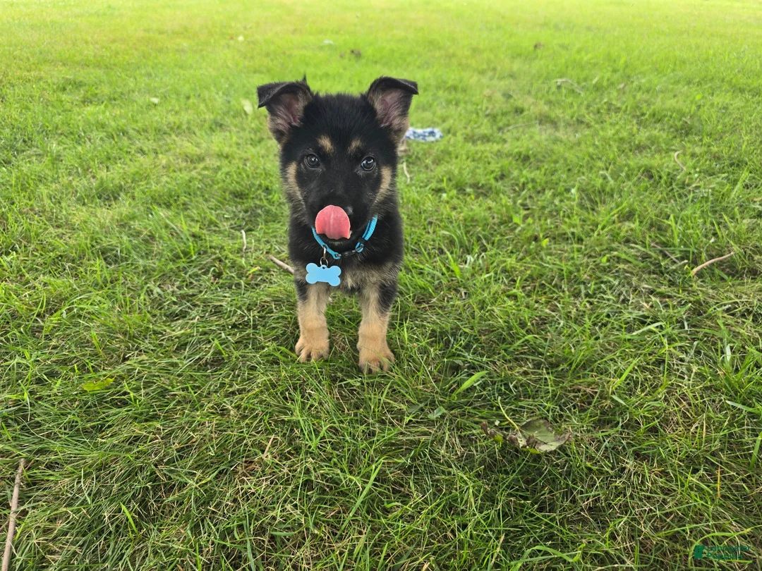 German Shepherd dogs for sale: Boy 1  - Ad 2