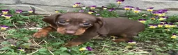 Miniature Dachshund dogs for sale: Peanut  - Ad 4