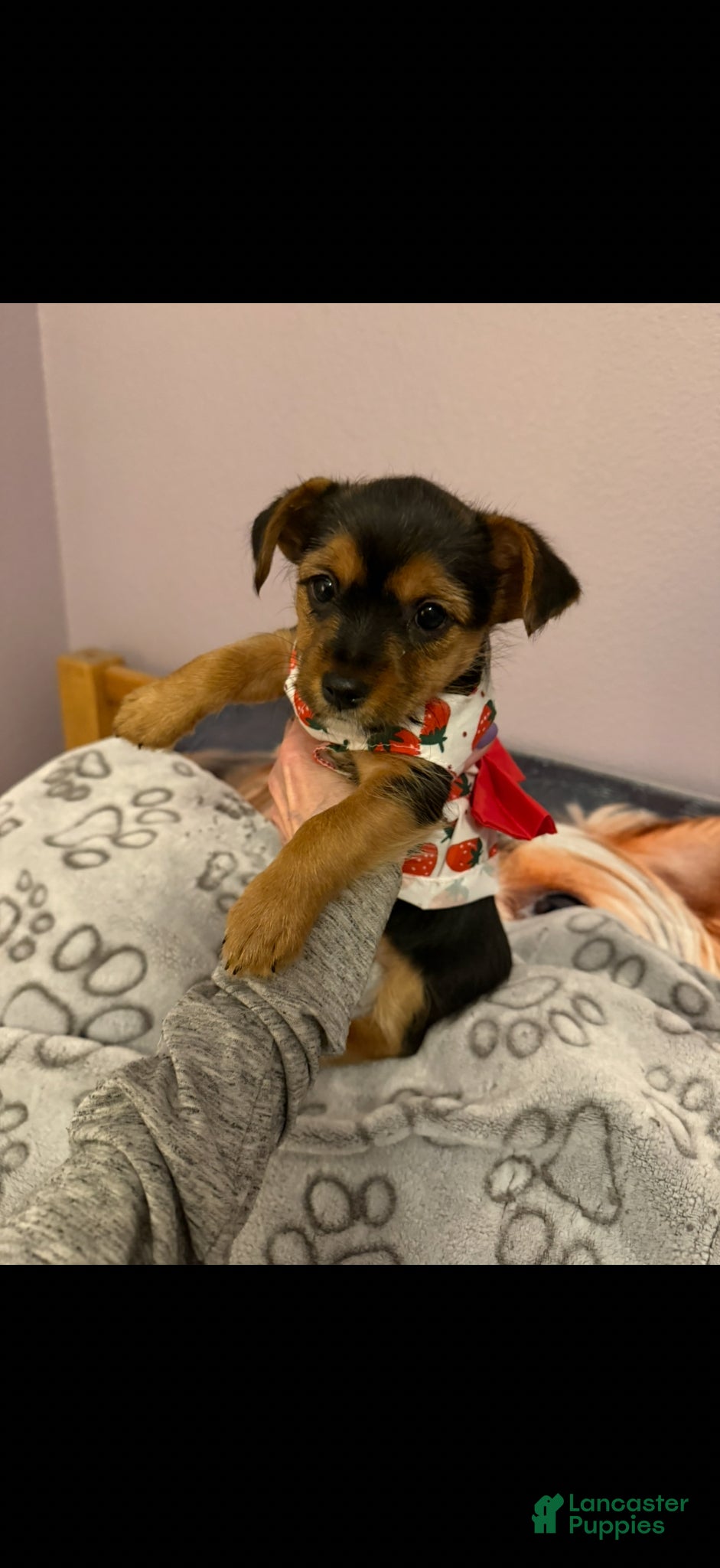 Yorkshire Terrier dogs Yorkshire Terrier Puppy 3 - Ad 12