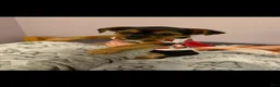 Yorkshire Terrier dogs for sale: Yorkshire Terrier Puppy 3 - Ad 1