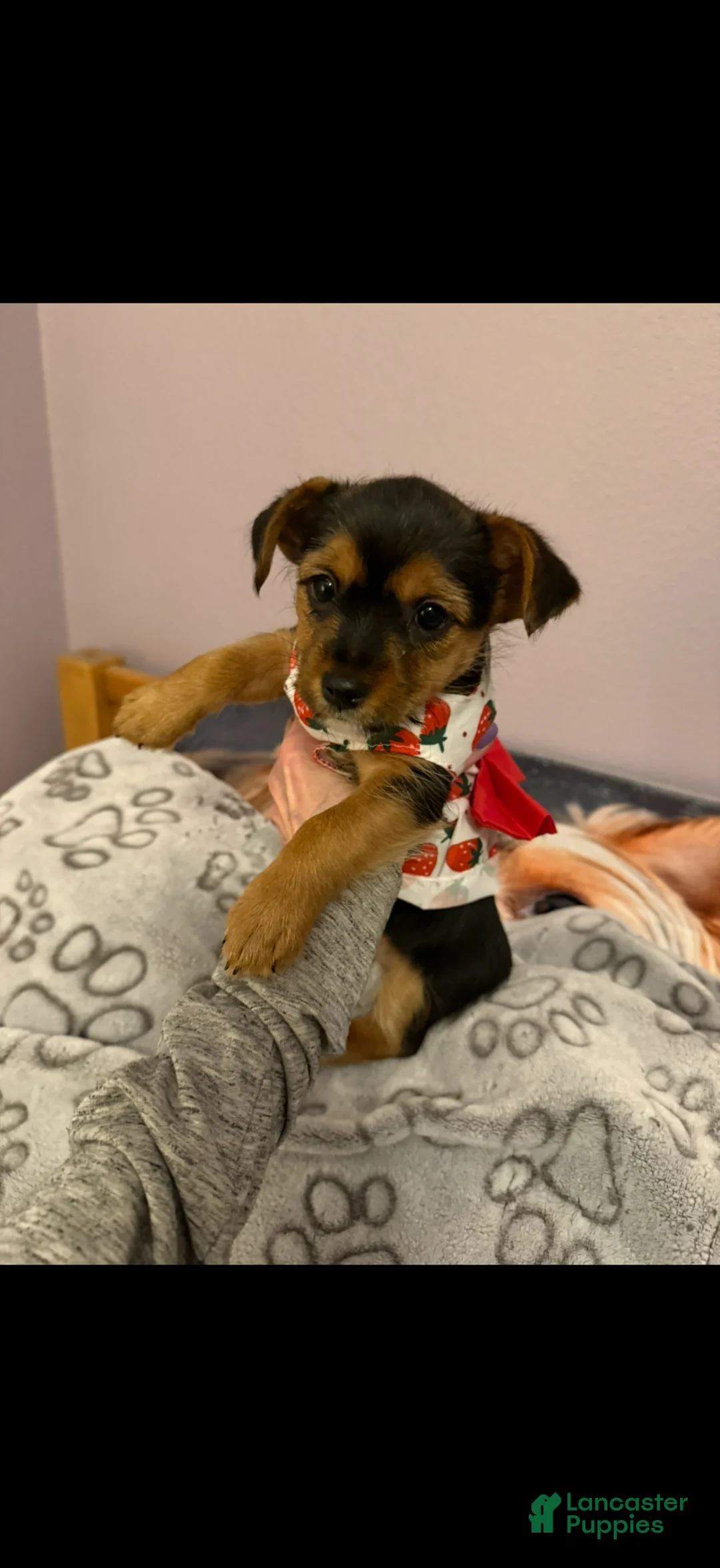 Yorkshire Terrier dogs for sale: Yorkshire Terrier Puppy 3 - Ad 1