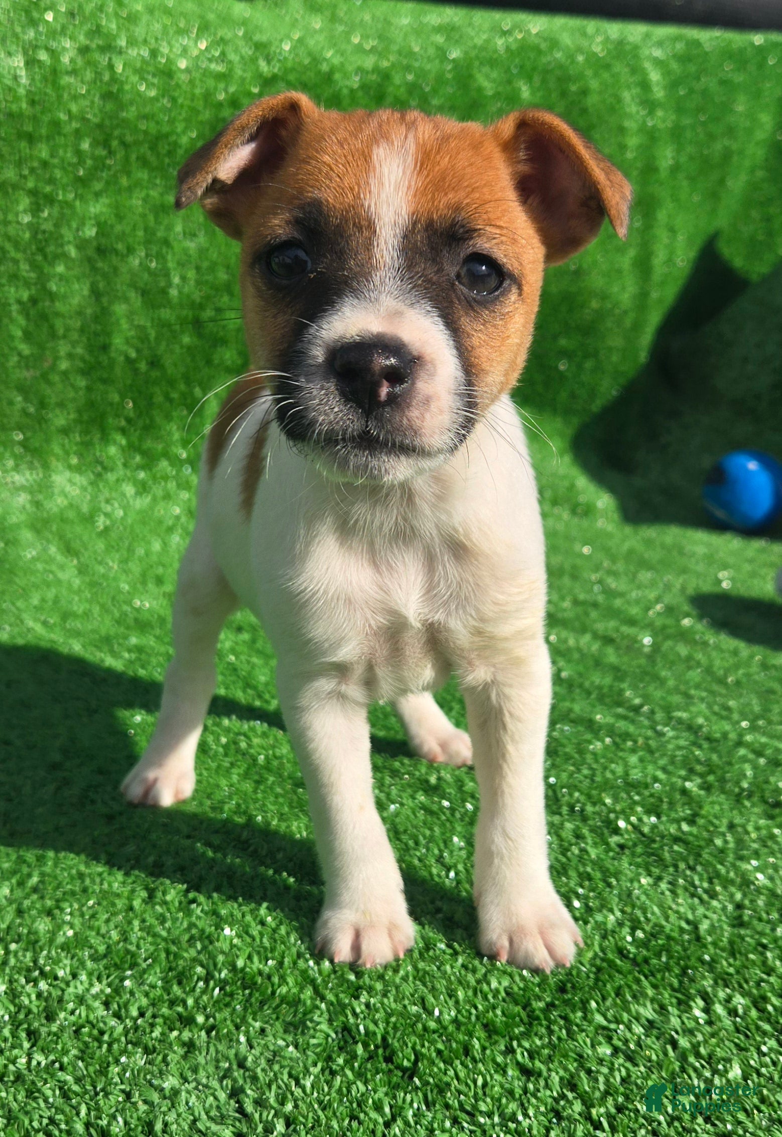 Jack Russell Terrier dogs Jack Russell Terrier Puppy 2 - Ad 28