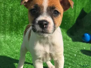 Jack Russell Terrier dogs Jack Russell Terrier Puppy 2 - Ad 7