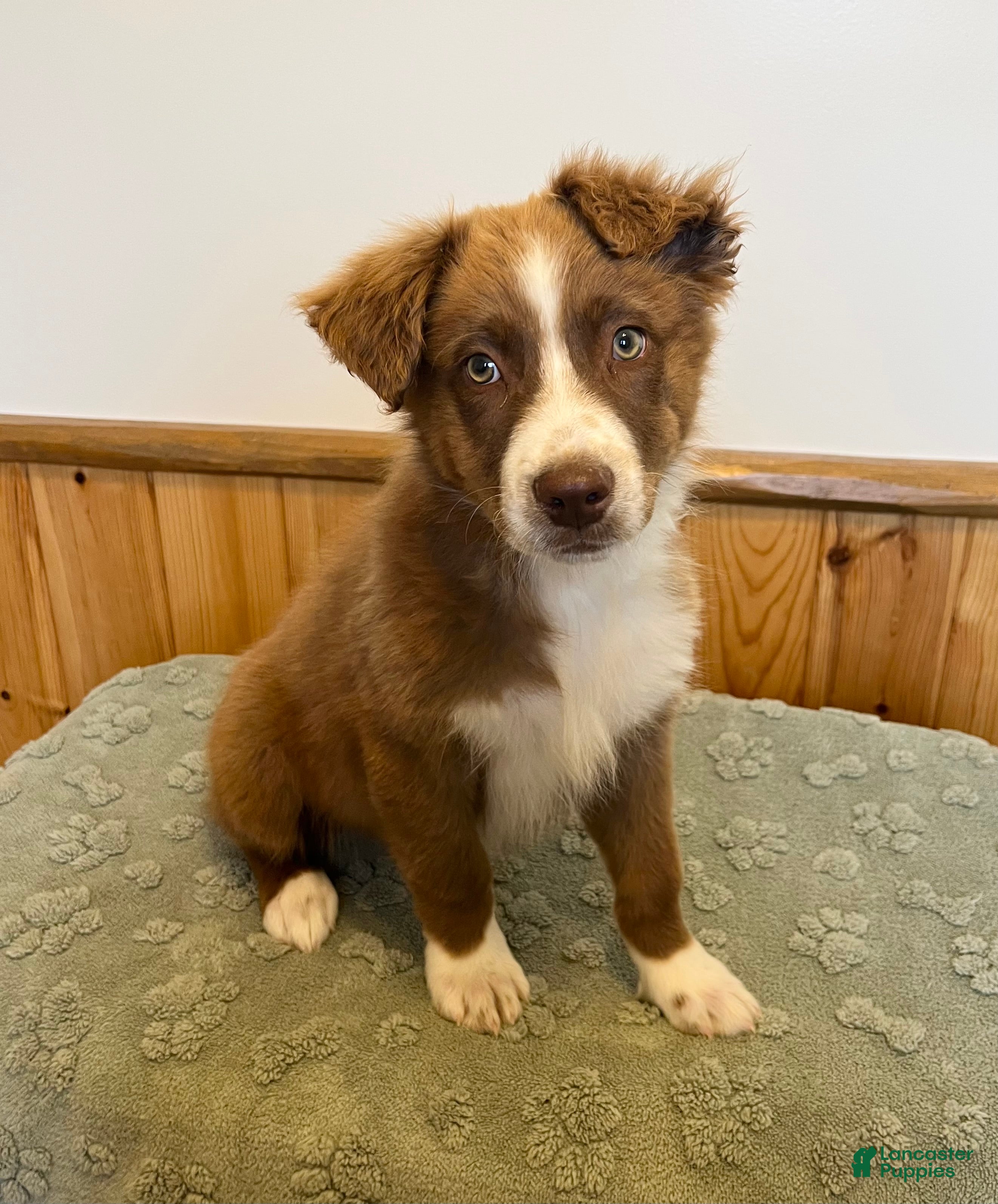 Australian Shepherd dogs Tremor  - Ad 7