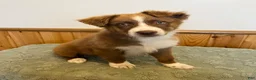 Australian Shepherd dogs for sale: Tremor  - Ad 1