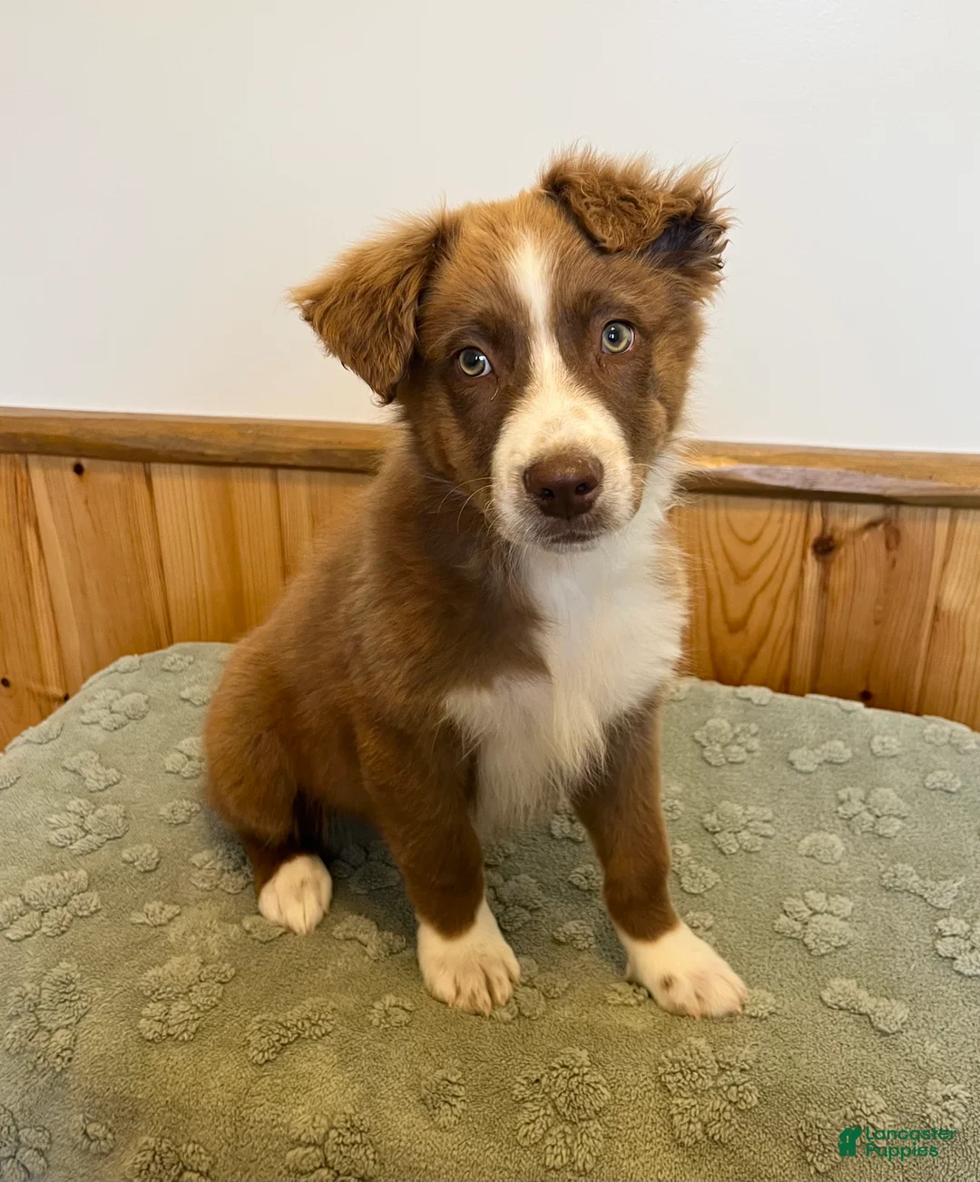 Australian Shepherd dogs for sale: Tremor  - Ad 1