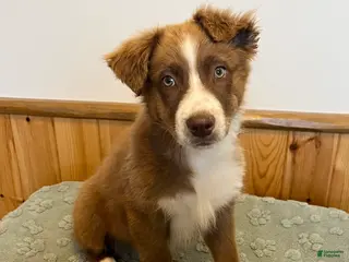 Australian Shepherd dogs Tremor - Ad 6