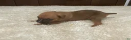 Boxer dogs for sale: Colt - Ad 17