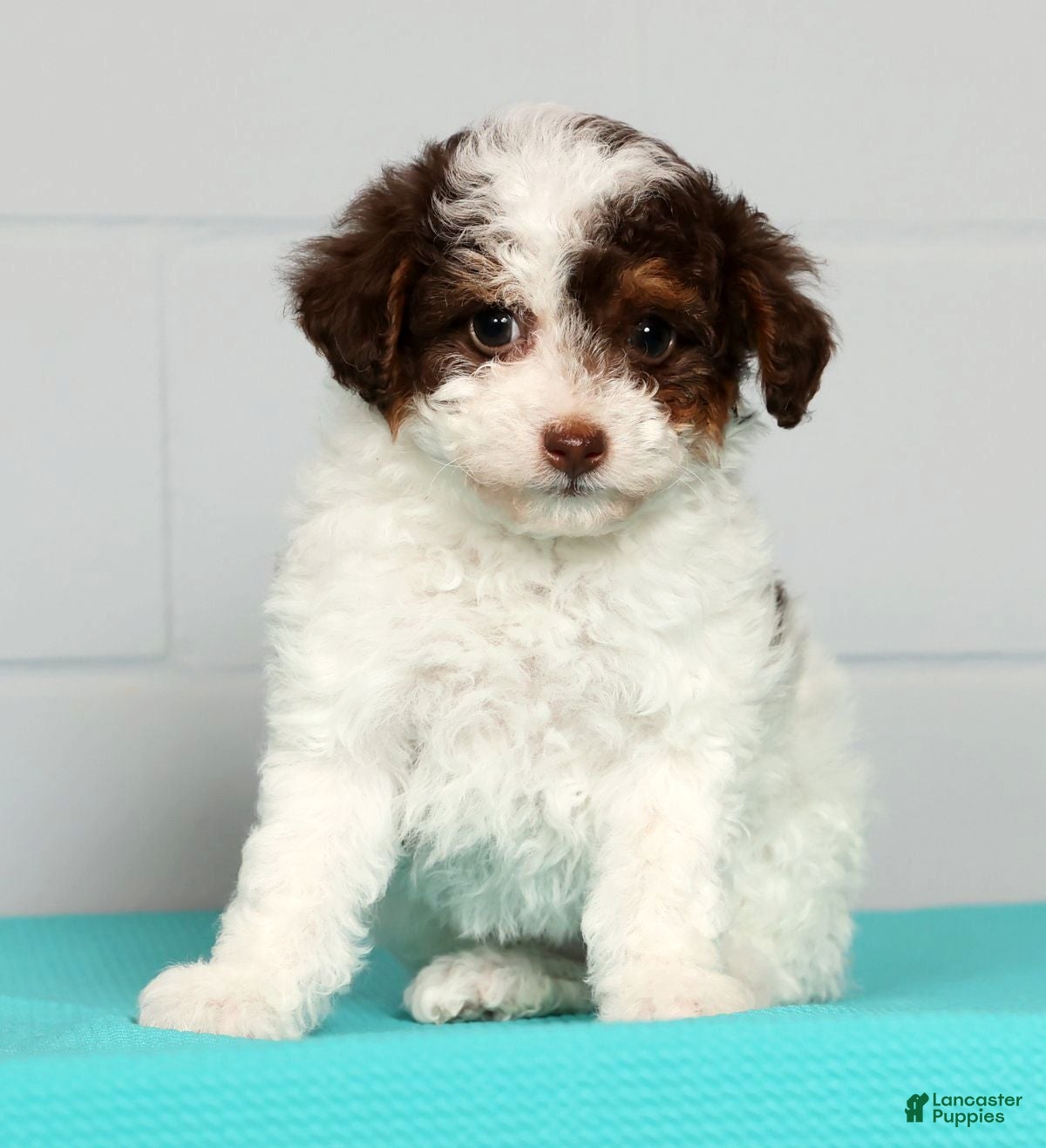 Toy Poodle dogs Molly - Ad 2