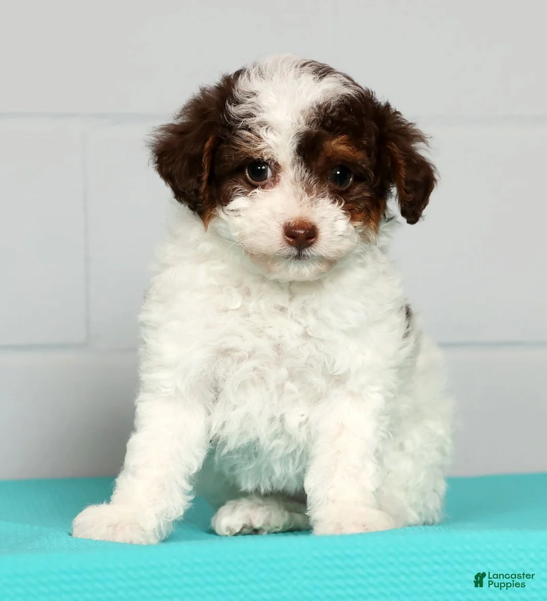 Toy Poodle dogs for sale: Molly - Ad 2