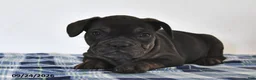 Mixed Breed dogs for sale: Lola - Ad 4