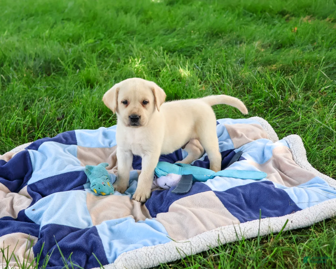 Labrador Retriever dogs for sale: Rosco - Ad 2