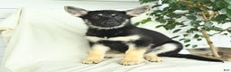 Gerberian Shepsky dogs for sale: Meadow - Ad 3