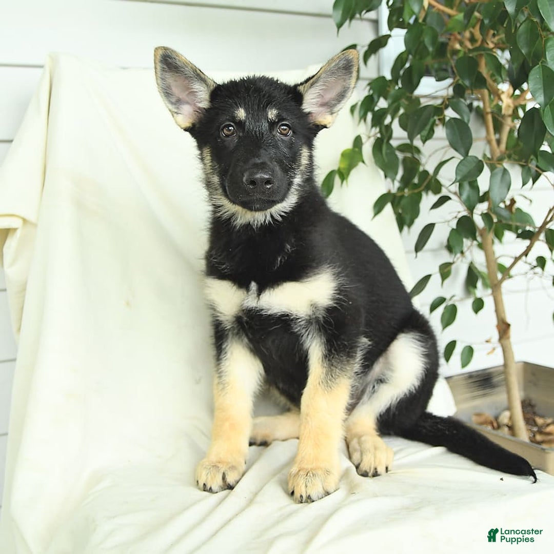 Gerberian Shepsky dogs for sale: Meadow - Ad 3