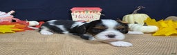 Cavalier King Charles Spaniel dogs for sale: Cavalier King Charles Spaniel Puppy 2 - Ad 6