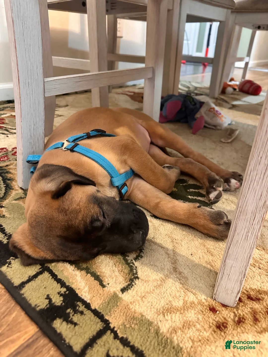 English Mastiff dogs for sale: English Mastiff Puppy 2 - Ad 2