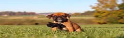 Boxer dogs for sale: Rocky - Ad 5