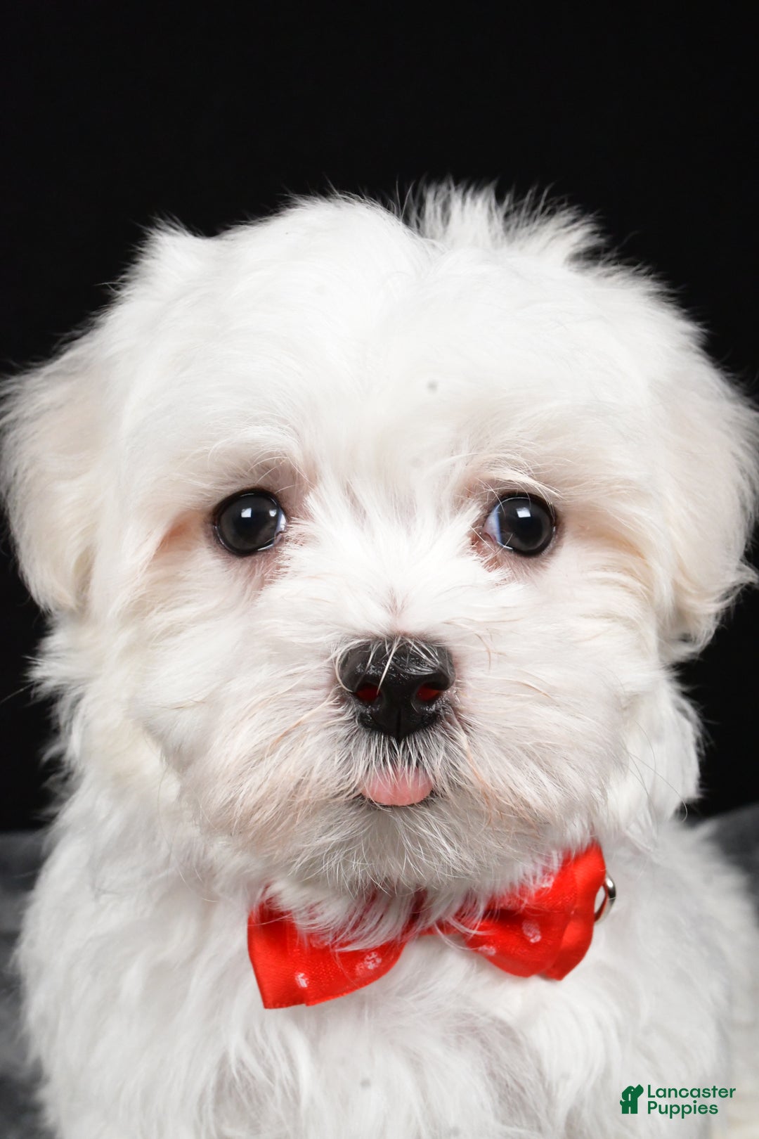 Maltese dogs for sale: Will - Ad 7