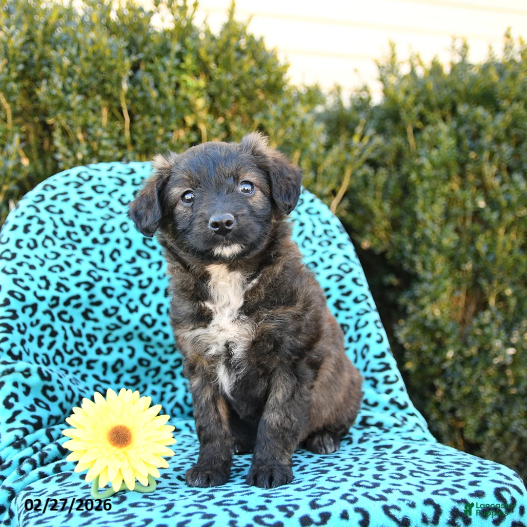 Mixed Breed dogs for sale: Lilac - Ad 3