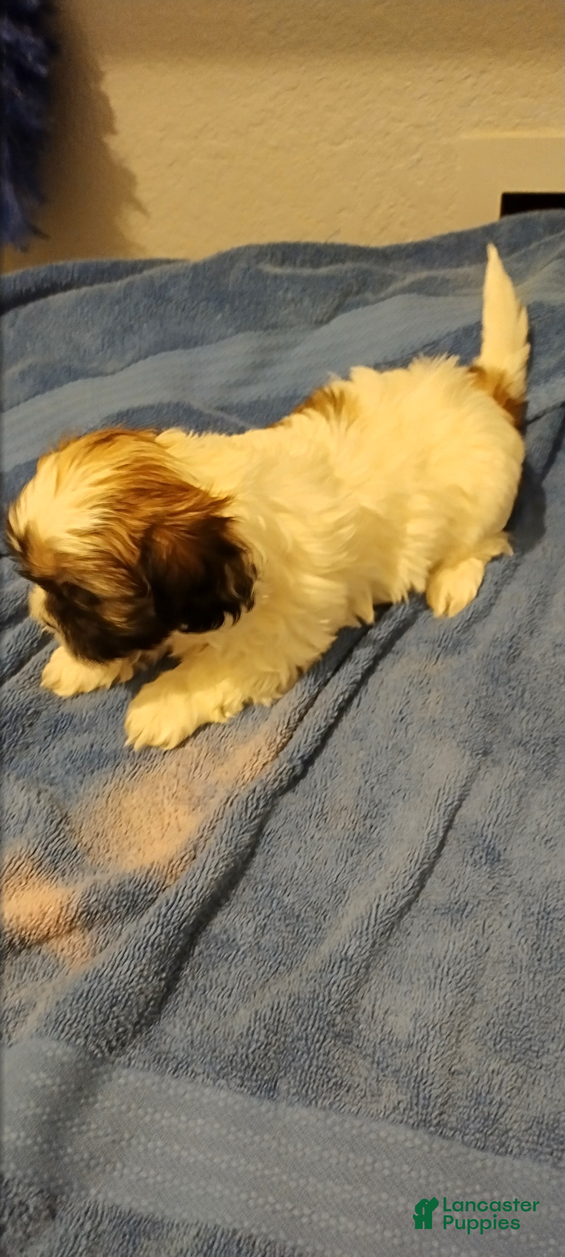 Shih Tzu dogs Shih Tzu Puppy 5 - Ad 6