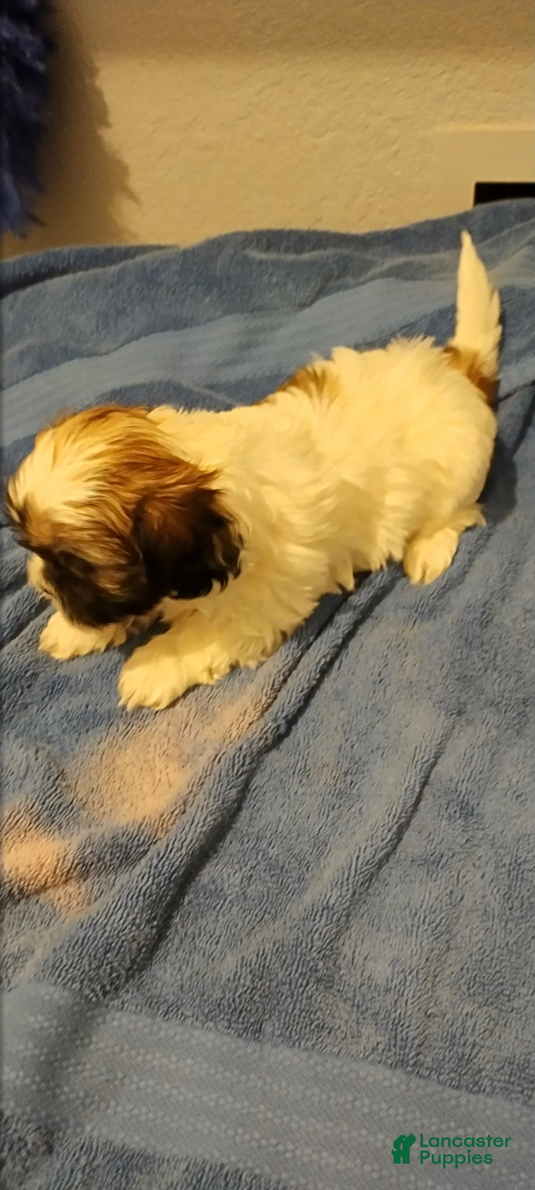 Shih Tzu dogs for sale: Shih Tzu Puppy 5 - Ad 1