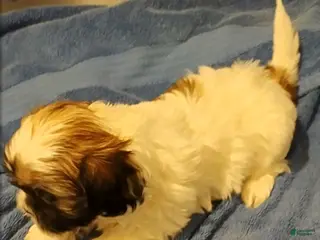 Shih Tzu dogs Shih Tzu Puppy 5 - Ad 6