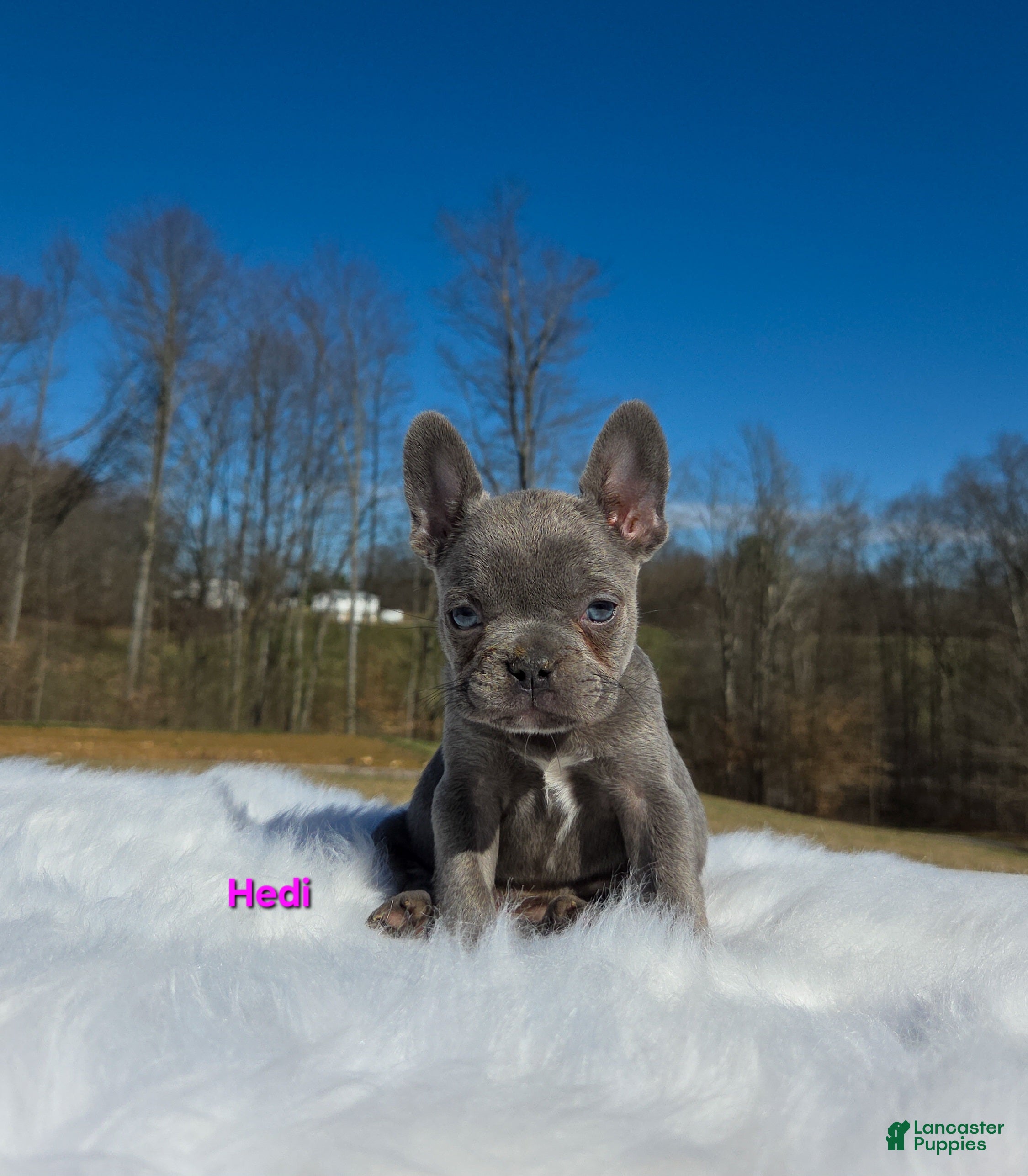 French Bulldog dogs Hedi - Ad 2