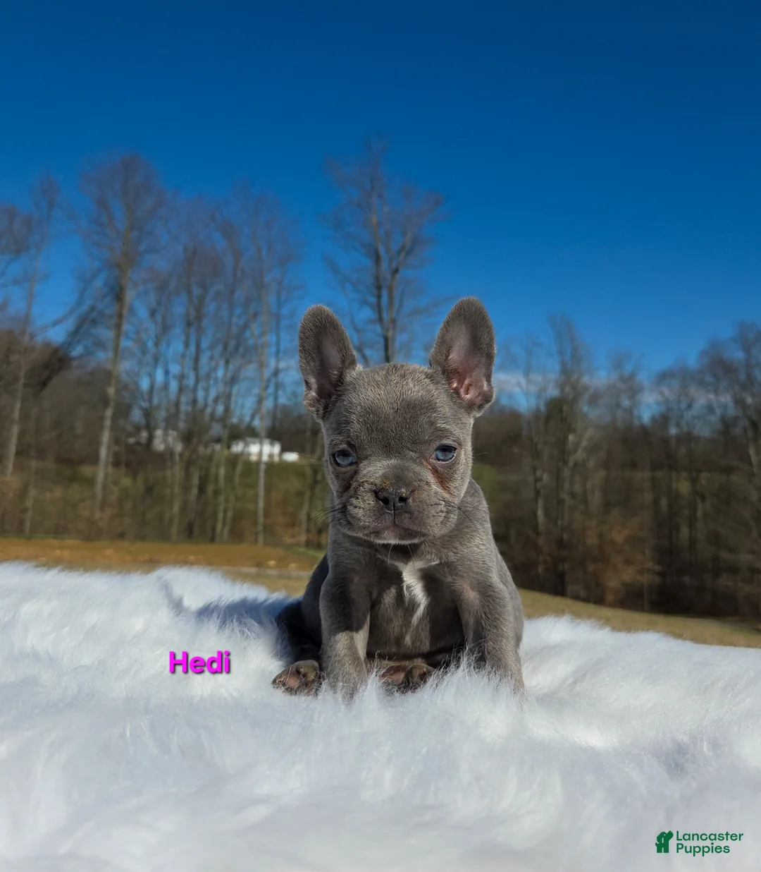 French Bulldog dogs for sale: Hedi - Ad 2