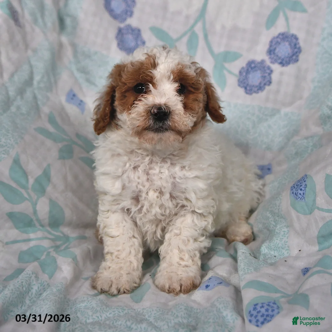 Cavapoo dogs for sale: Polly - Ad 2