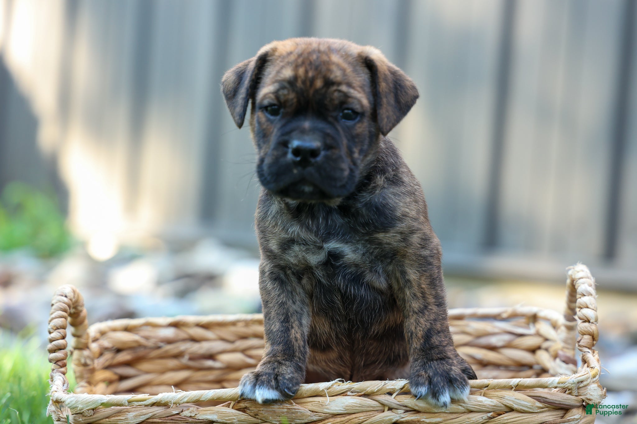 Beabull dogs Ashton  - Ad 1