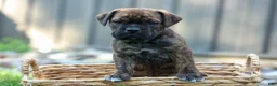 Beabull dogs for sale: Ashton  - Ad 4