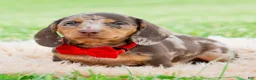 Miniature Dachshund dogs for sale: Sprout  - Ad 3