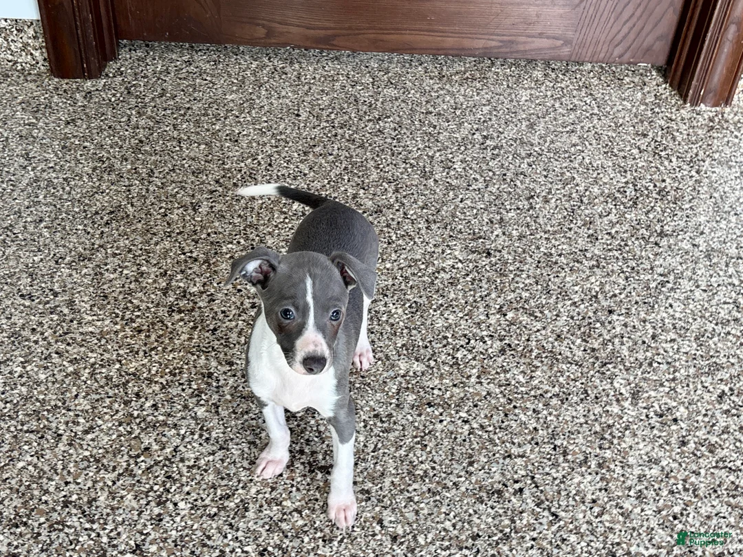 Italian Greyhound dogs for sale: KK - Ad 7