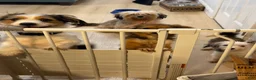 Mixed Breed dogs for sale: Mixed Breed 4 - Ad 6