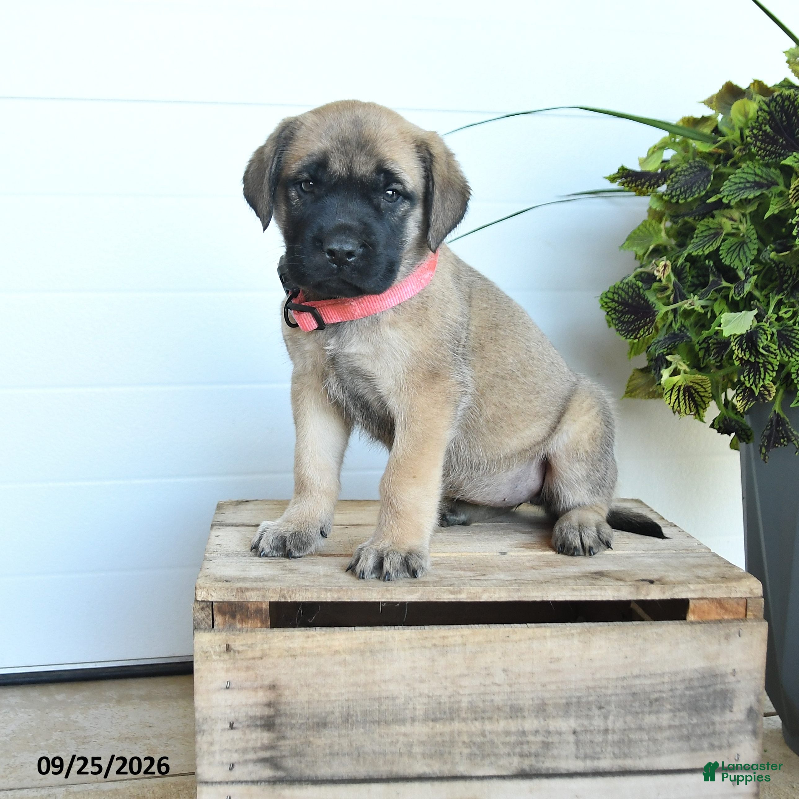 English Mastiff dogs Jessica - Ad 1