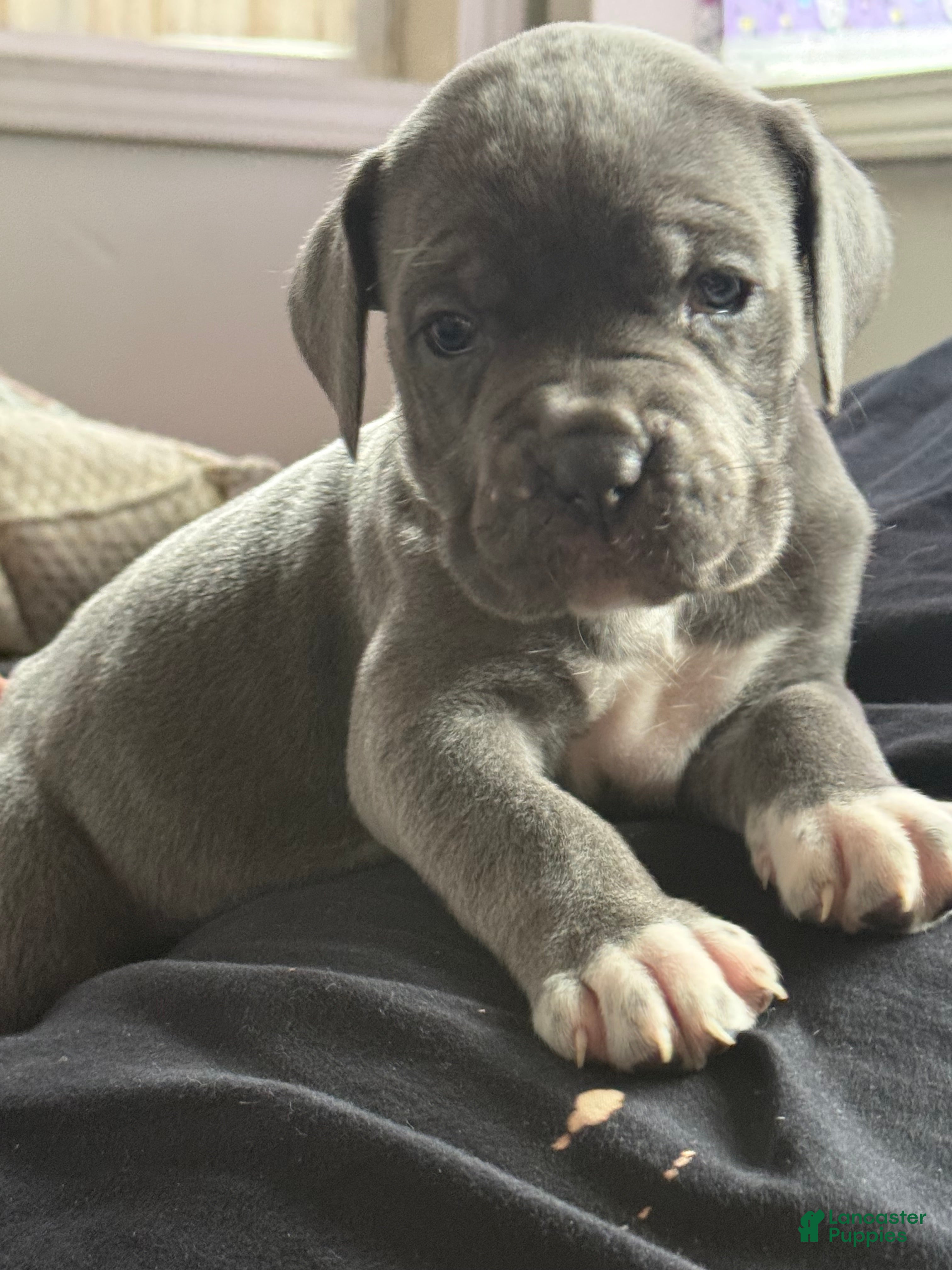 Cane Corso dogs Cane Corso Puppy 1 - Ad 1