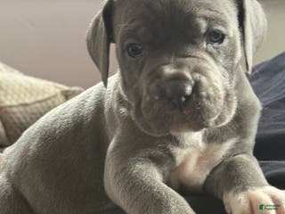 Cane Corso dogs Cane Corso Puppy 1 - Ad 33