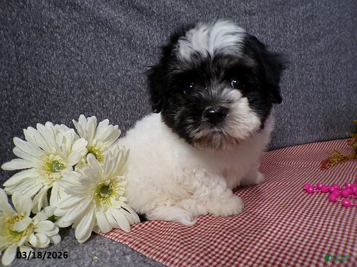 Havanese dogs Muffin - Ad 2